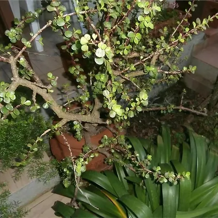 In Mit Schoenem Garten Apartment *