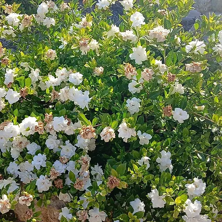 In Mit Schoenem Garten Apartmán *