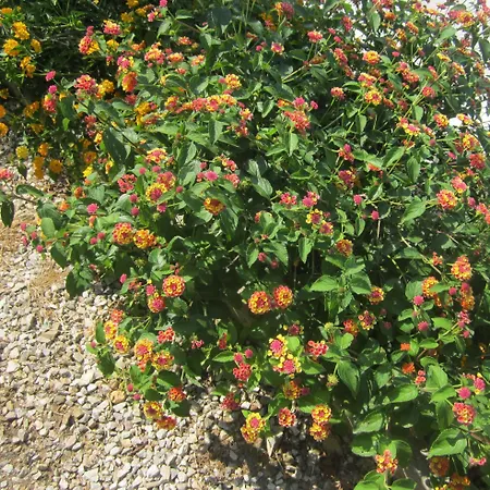 In Mit Schoenem Garten