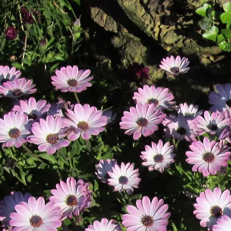 In Mit Schoenem Garten *
