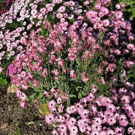 Appartamento In Mit Schoenem Garten Capoliveri (Isola d'Elba)