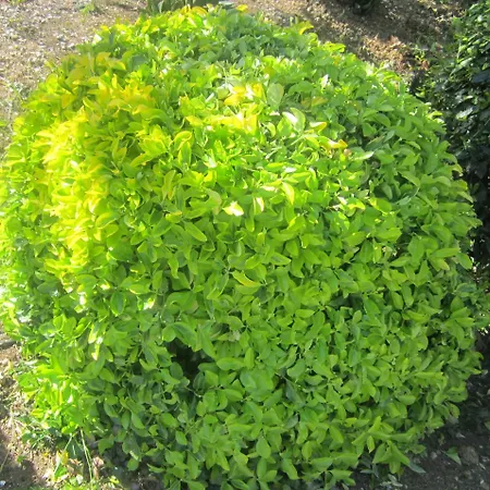 In Mit Schoenem Garten Appartamento *